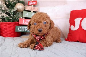Freeman - Poodle, Miniature for sale