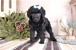 Darby - Poodle, Miniature for sale