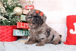 Franny - Poodle, Miniature for sale