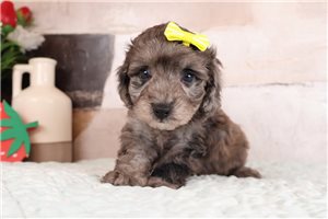 Frannie - puppy for sale