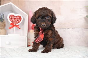 Kaleb - puppy for sale