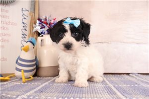 Oakley - puppy for sale