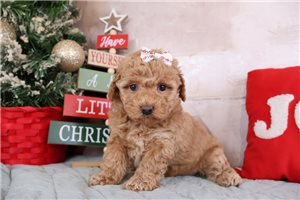 Freda - Poodle, Miniature for sale