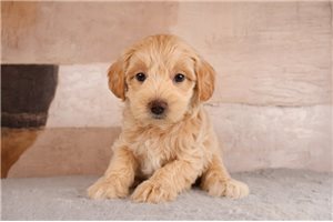 Tate - Miniature Poodle for sale