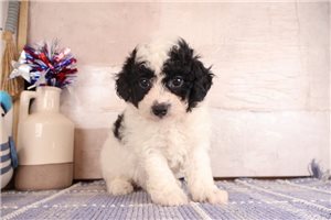 Omar - Poodle, Miniature for sale