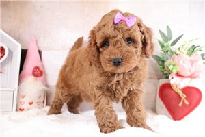 Tabbie - puppy for sale