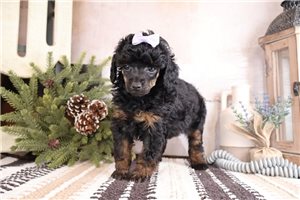 Daphne - Poodle, Miniature for sale