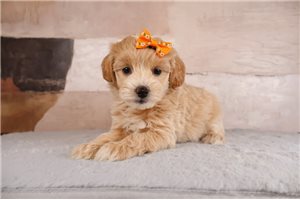 Teegan - puppy for sale