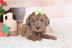 Fauna - puppy for sale