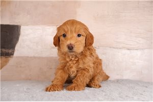 Tatum - puppy for sale