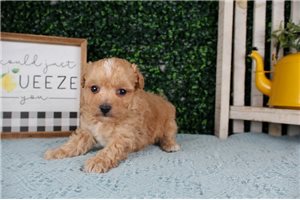 Earnest - puppy for sale