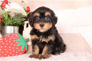 Dalton - Miniature Poodle for sale
