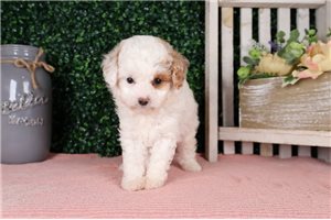 William - Poodle, Toy for sale