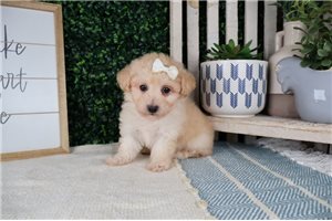 Melody - Toy Poodle for sale