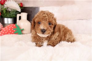 Nico - puppy for sale