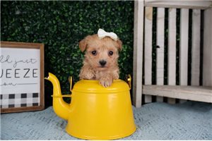 Effie - puppy for sale
