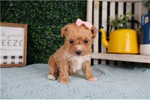 Edith - Poodle, Toy for sale