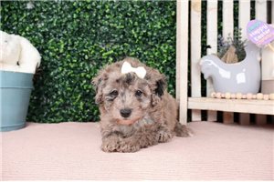 Callie - Poodle, Miniature for sale