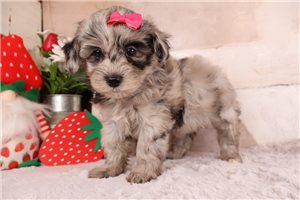 Dolly - puppy for sale