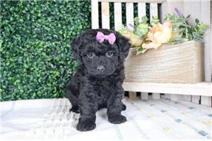 Lyric - puppy for sale