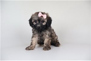 Ivy - Poodle, Toy for sale