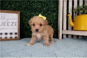 Echo - Poodle, Toy for sale