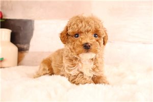 Nantucket - Miniature Poodle for sale
