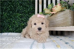 Lori - puppy for sale