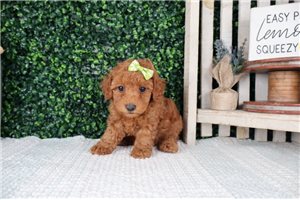 Liberty - puppy for sale