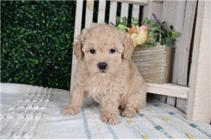 Linc - puppy for sale