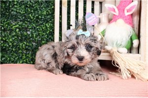 Catalina - puppy for sale