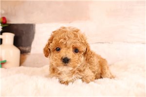 Niles - puppy for sale