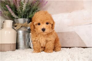 Ulysses - Poodle, Toy for sale