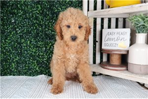 Wyatt - Poodle, Toy for sale