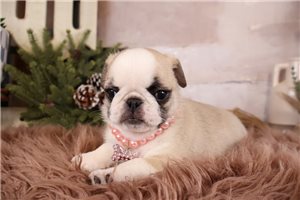 Gypsy - Pug for sale