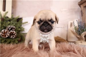 Gigi - Pug for sale