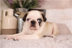 Valentino - Pug for sale