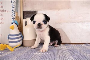 Cash - Pug for sale
