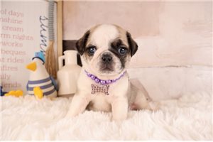 Darla - Pug for sale