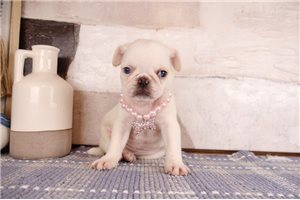 Carolina - Pug for sale