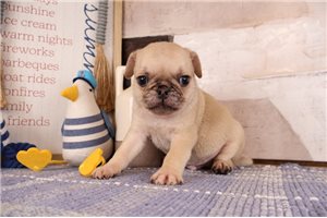 Colton - Pug for sale