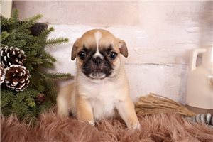 Gordy - Pug for sale