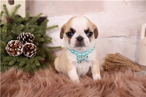 Ginny - Pug for sale