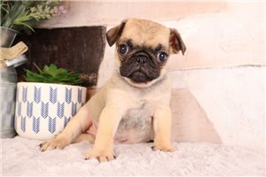 Valor - puppy for sale