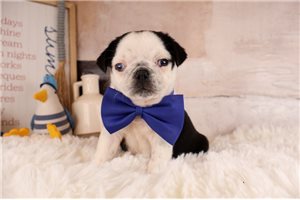 Drake - Pug for sale
