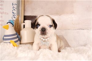 Deena - Pug for sale