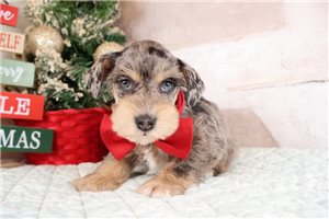 Otis - Schnauzer, Miniature for sale