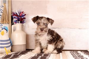Tate - Schnauzer, Miniature for sale