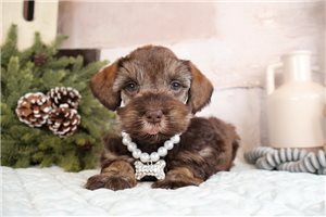 Cecelia - Schnauzer, Miniature for sale