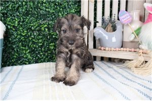 Camden - puppy for sale